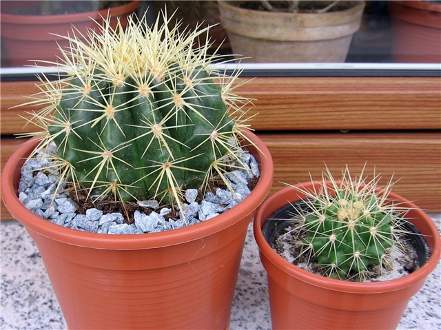 Echinocactus grusonii 